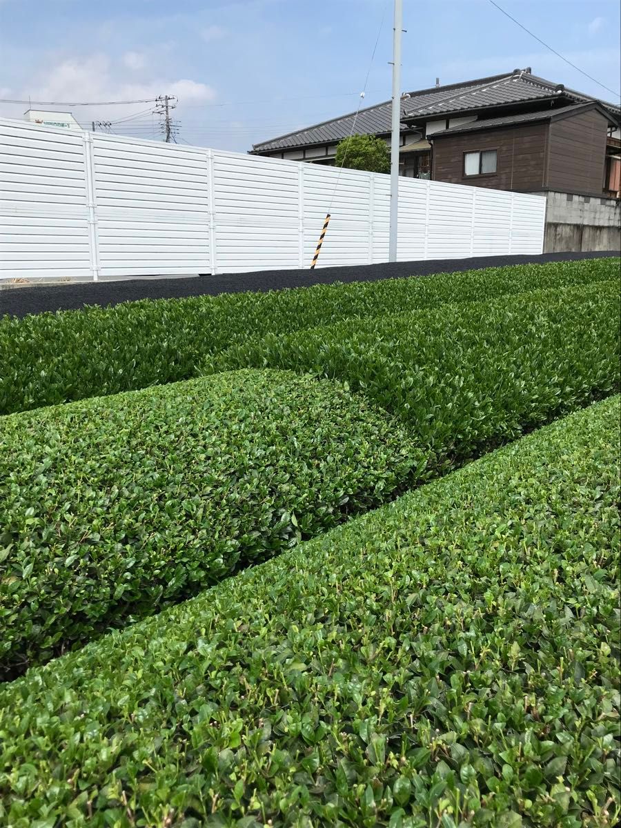 超人気商品 新茶 送料無料 2023年産 静岡県産 かぶせ茶 深むし茶 棒茶 かりがね くき茶　2００ｇ×３袋 美味！