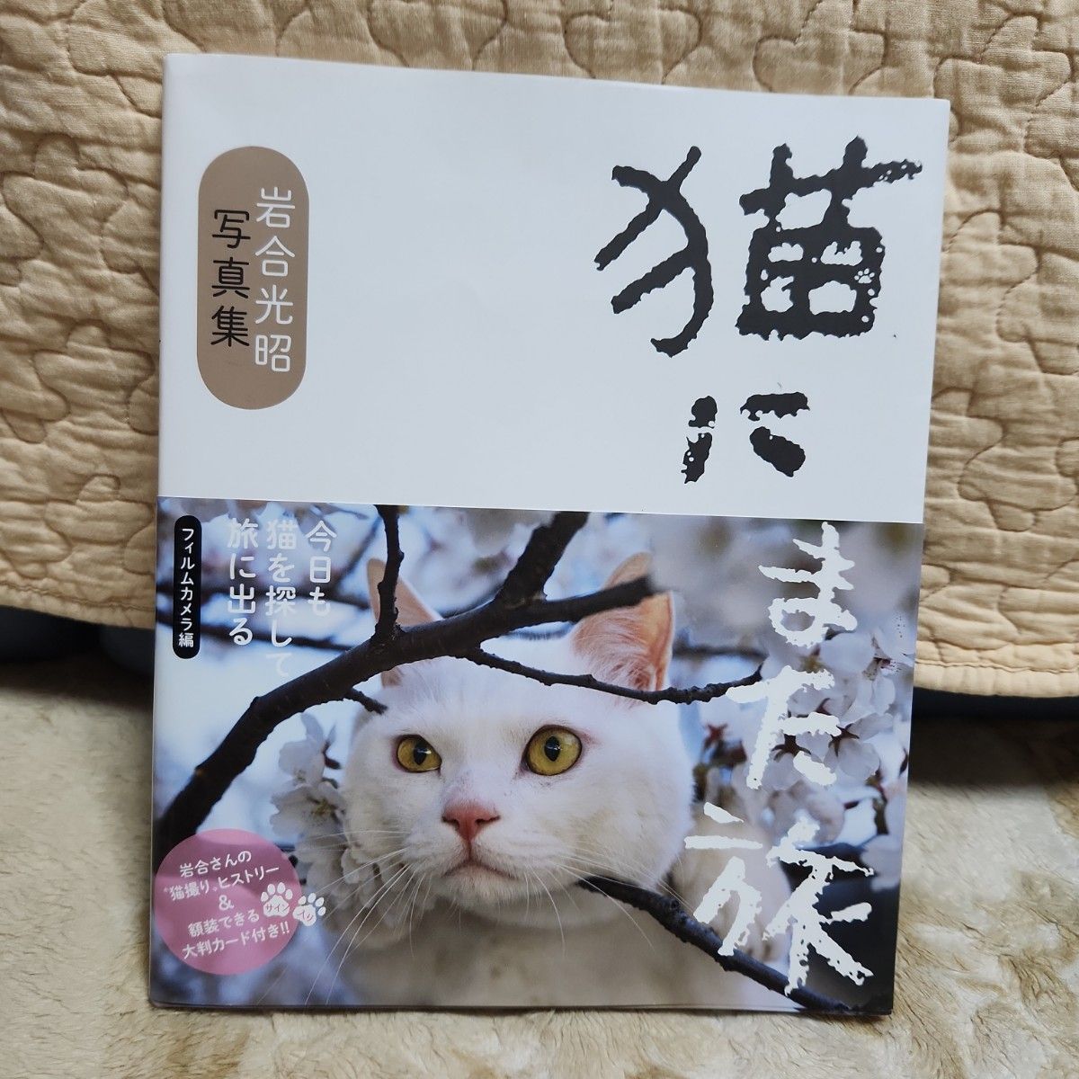 ★ お値下げ ★ 岩合光昭 写真集 猫にまた旅 こねこ