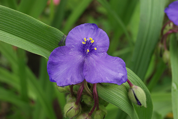 オオムラサキツユクサ◆大紫露草●山野草・お茶花●_①参考画像