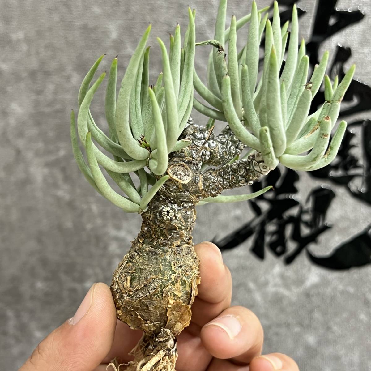 【龍園觀】①No.915 特選 塊根植物 チレコドン ペアルソニー ベアルート株 発根済み 冬型コーデックス _画像3