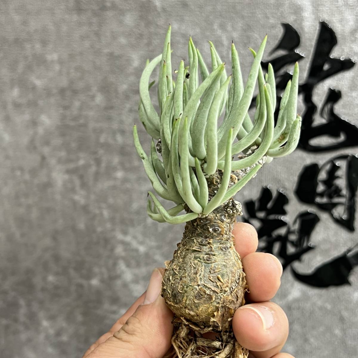 【龍園觀】①No.915 特選 塊根植物 チレコドン ペアルソニー ベアルート株 発根済み 冬型コーデックス _画像2