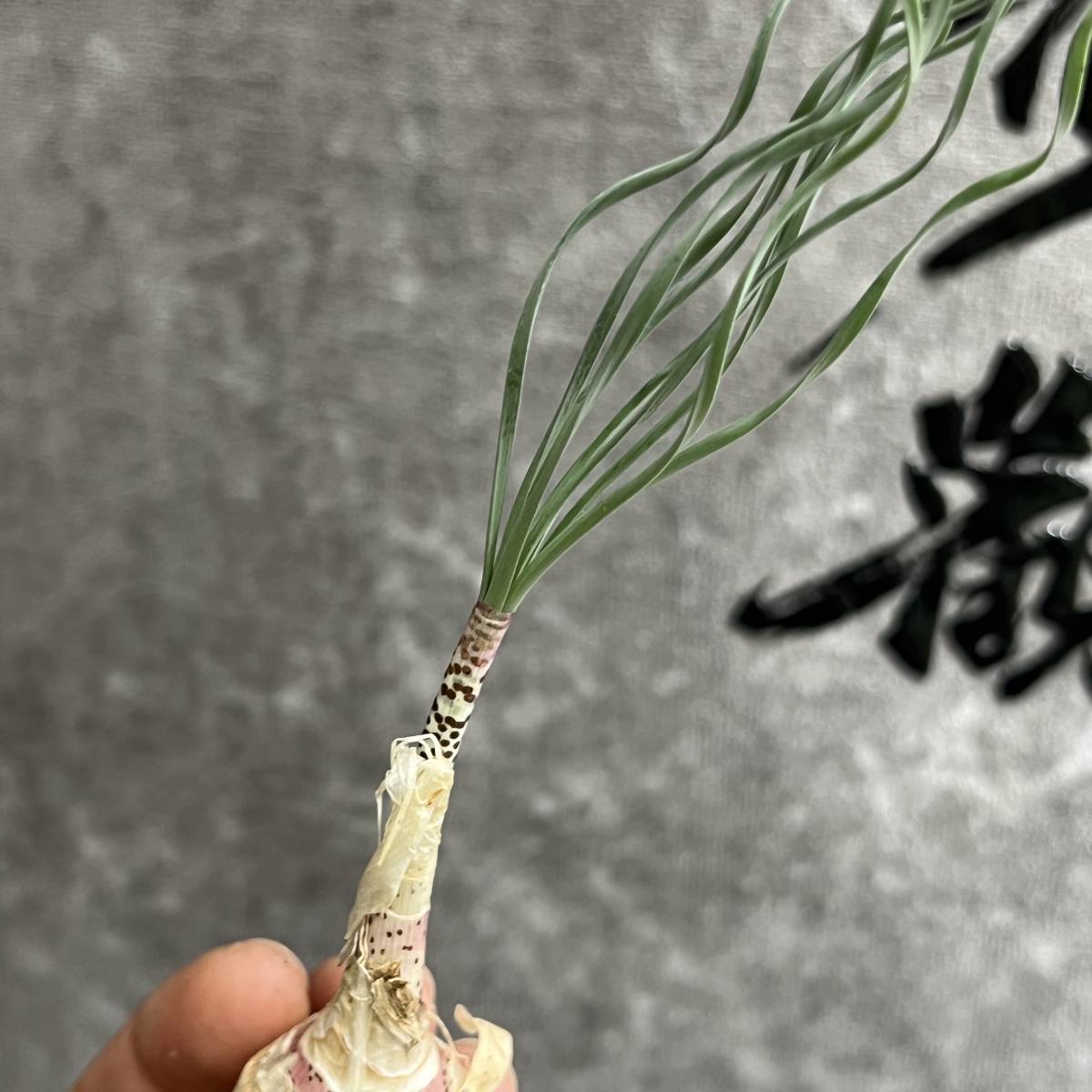 【龍園觀】① No.969 特選 珍奇植物 Gethyllis britteniana 極上株_画像4