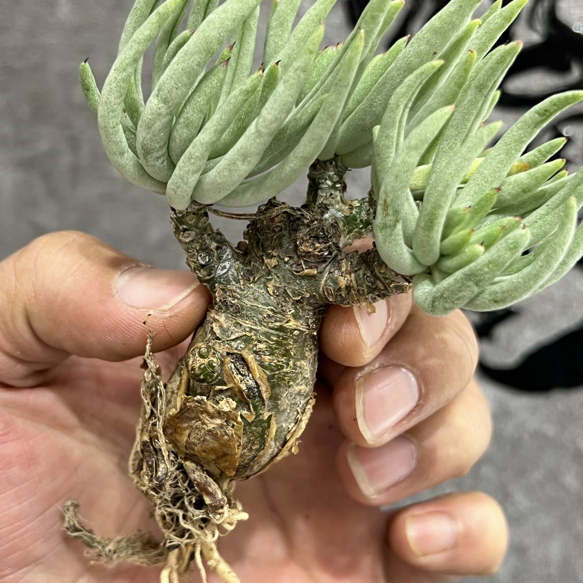 【龍園觀】①No.4103 特選 塊根植物 チレコドン ペアルソニー ベアルート株 発根済み 冬型コーデックス _画像9