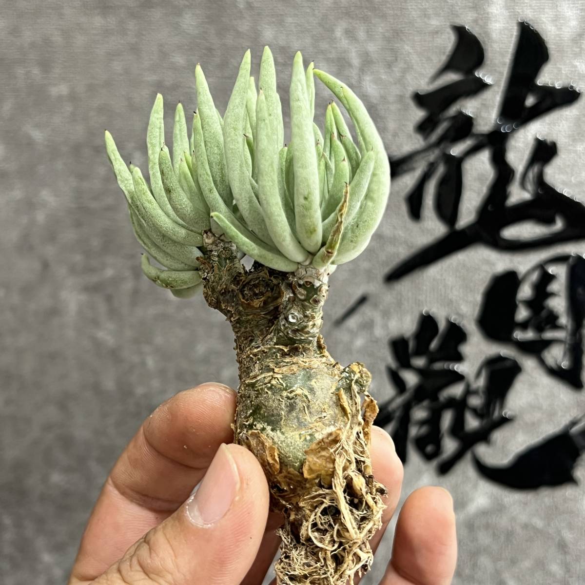 【龍園觀】①No.4103 特選 塊根植物 チレコドン ペアルソニー ベアルート株 発根済み 冬型コーデックス _画像3