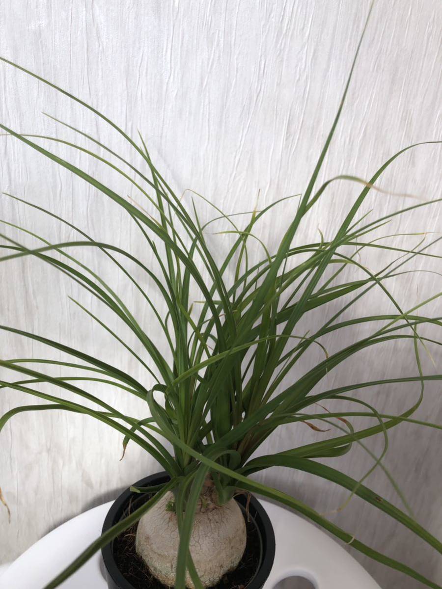 ポニーテールBeaucarnea Recurvata　塊根植物_画像3