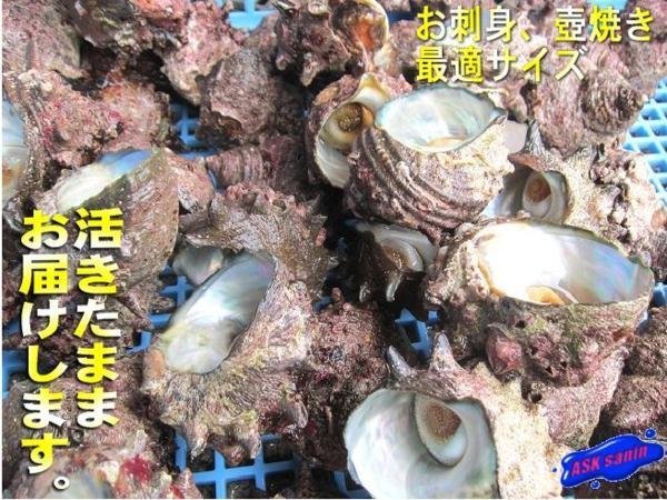 お刺身・壺焼き 「活さざえ30粒位-3kg」とれたて直送!! 天然、境港産_画像10