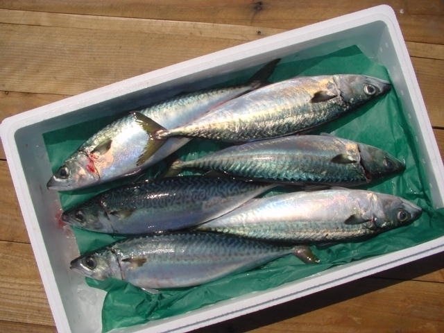 生食用「特大、真さば500g位」天然物/お生食用/処理済み、山陰境港産_画像6