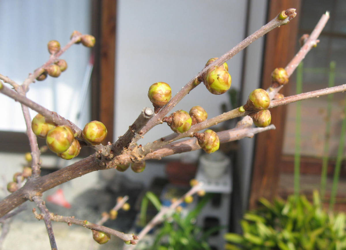 ロウバイ 蝋梅 種 １０粒 草木染め　雪中四花_画像5