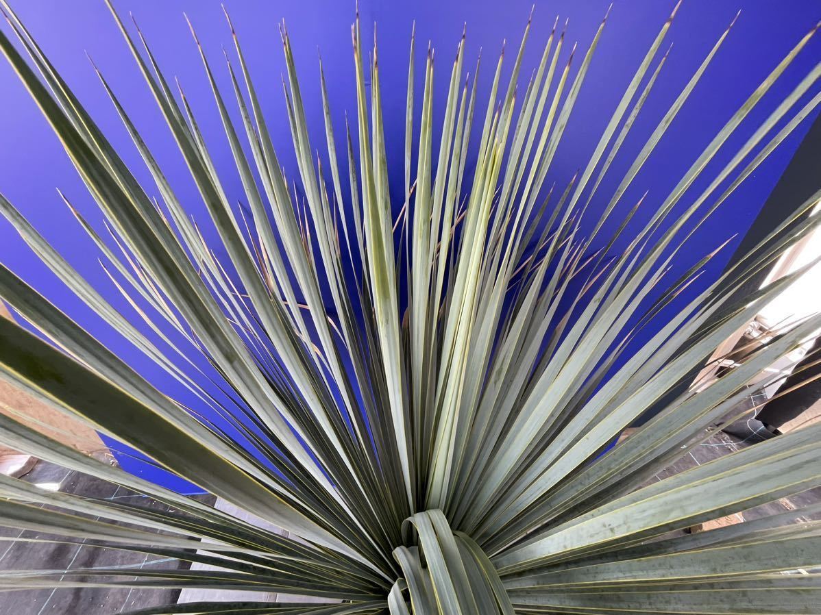 丹精込めて育てました　ユッカ　ロストラータ　(黄色シール) Yucca rostrata 国内栽培　180サイズ　　　　_画像5