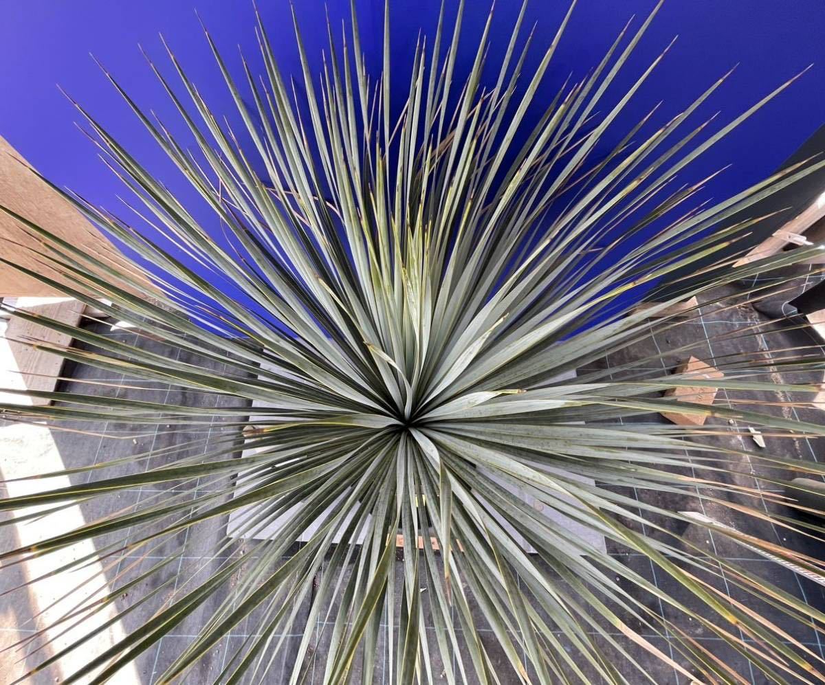 丹精込めて育てました　ユッカ　ロストラータ　(黄色シール) Yucca rostrata 国内栽培　180サイズ　　　　_画像4