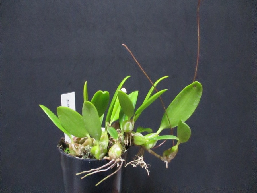 Bulb. saltatorium var. albociliatum 　アフリカ産の小型バルボです　花芽付き_画像2