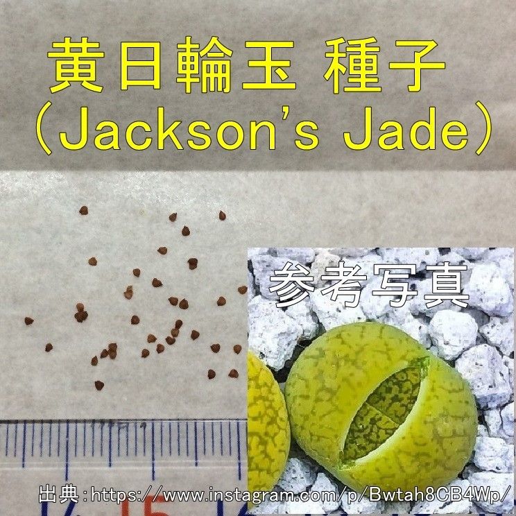リトープス 黄日輪玉 種子 50粒 多肉植物 メセン タネ 種 ジャクソンズジェイド