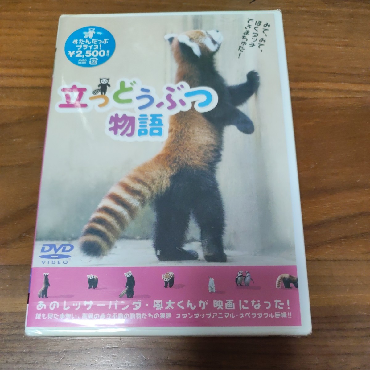 新品 未開封品 DVD 立つどうぶつ物語 レッサーパンダ 風太くん_画像1