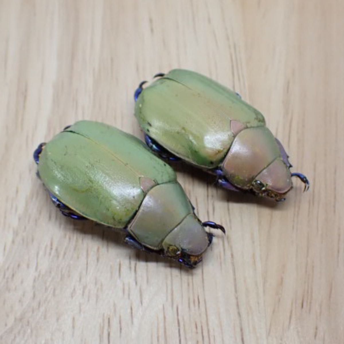 [昆虫標本] Chrysina erubescens no.169メキシコの宝石コガネムシ