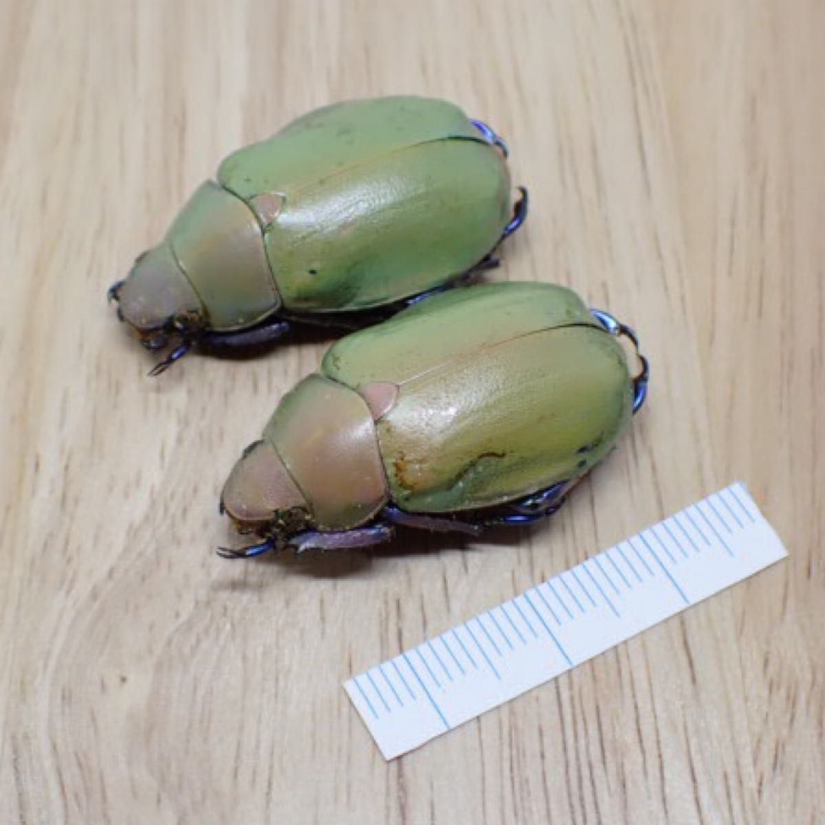 [昆虫標本] Chrysina erubescens no.169メキシコの宝石コガネムシ