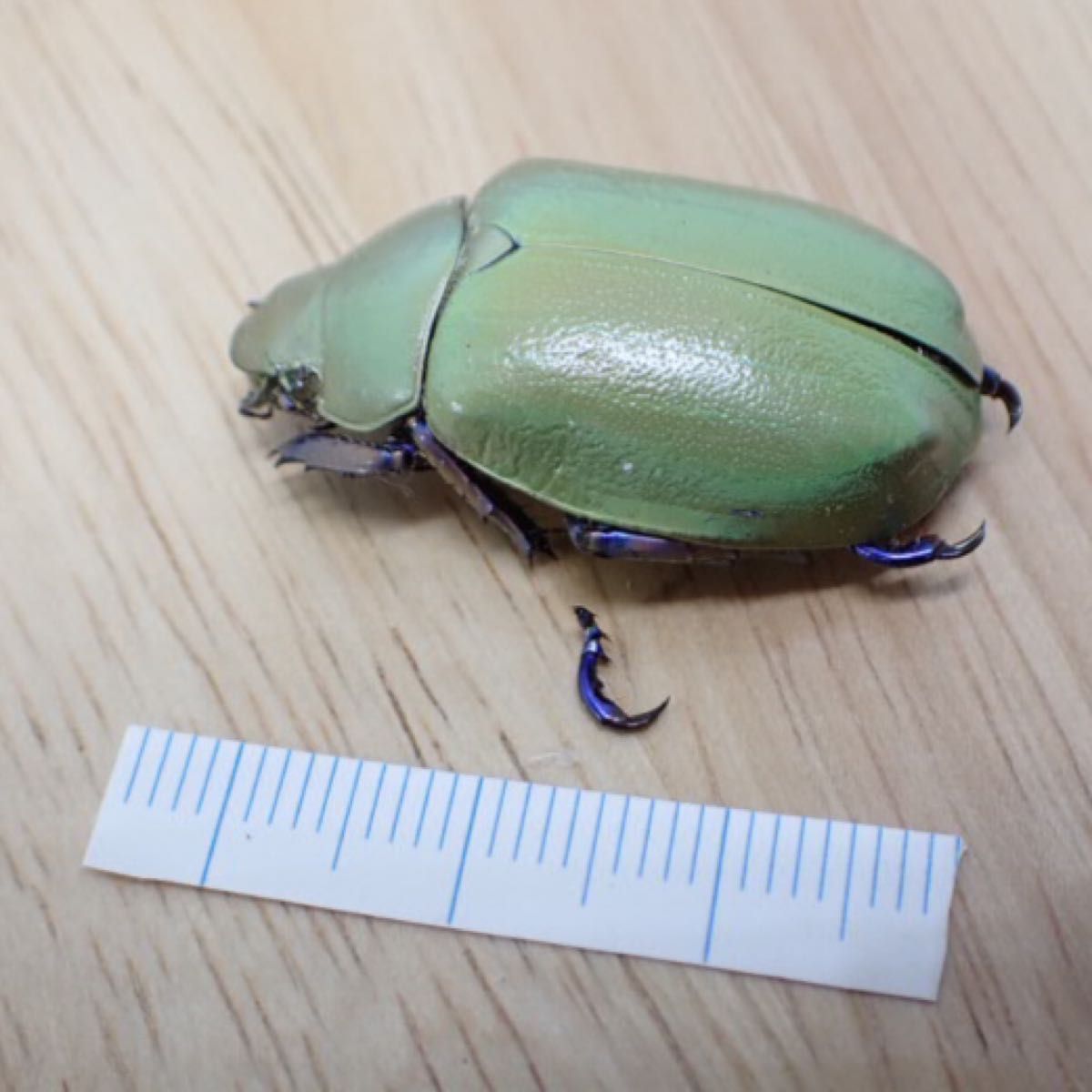 [昆虫標本] Chrysina erubescens no.173 メキシコの宝石コガネムシ