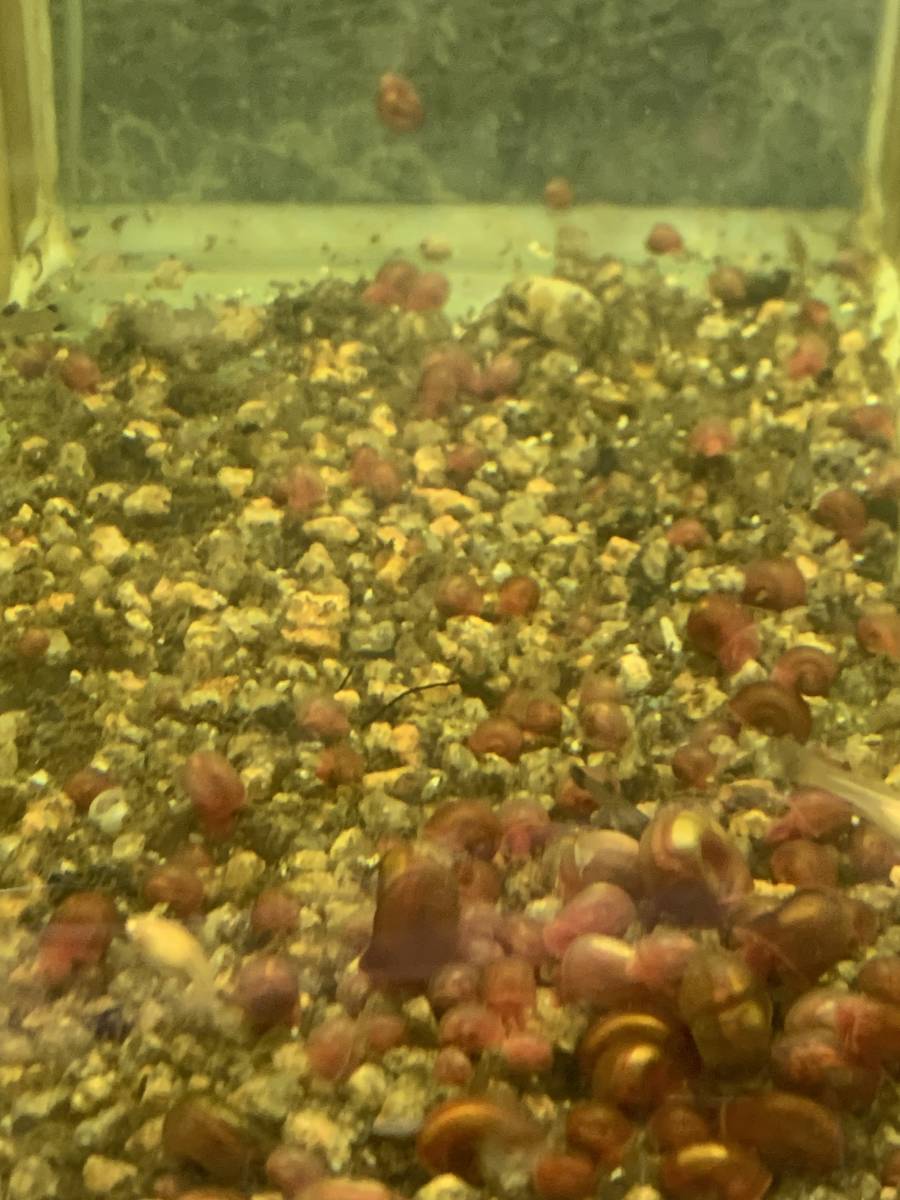 レッドラムズホーン　100匹　　　苔処理　残餌処理　水槽の掃除屋さん　繁殖力抜群　めだか水槽に_画像2