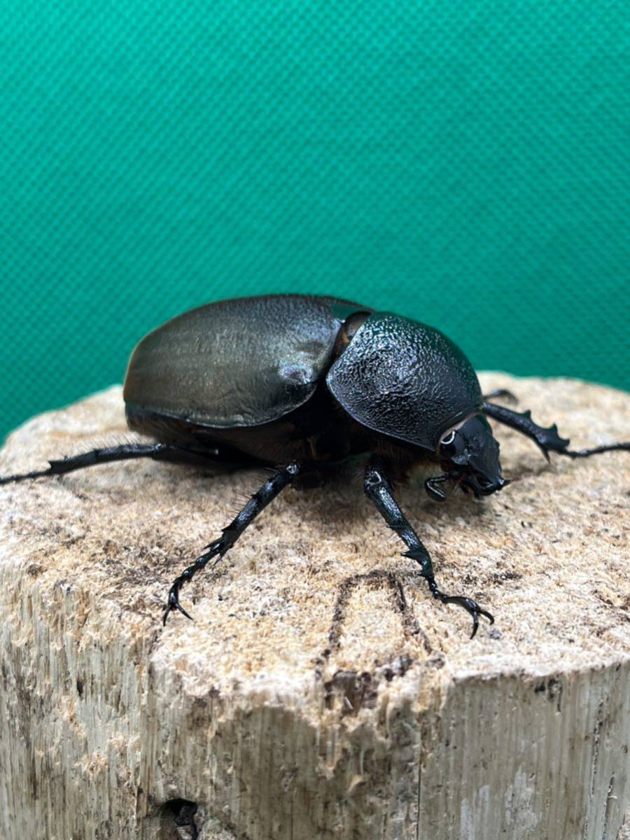 スマトラコーカサス♀52新成虫 、未使用 後食済、即ブリ可 。_画像3