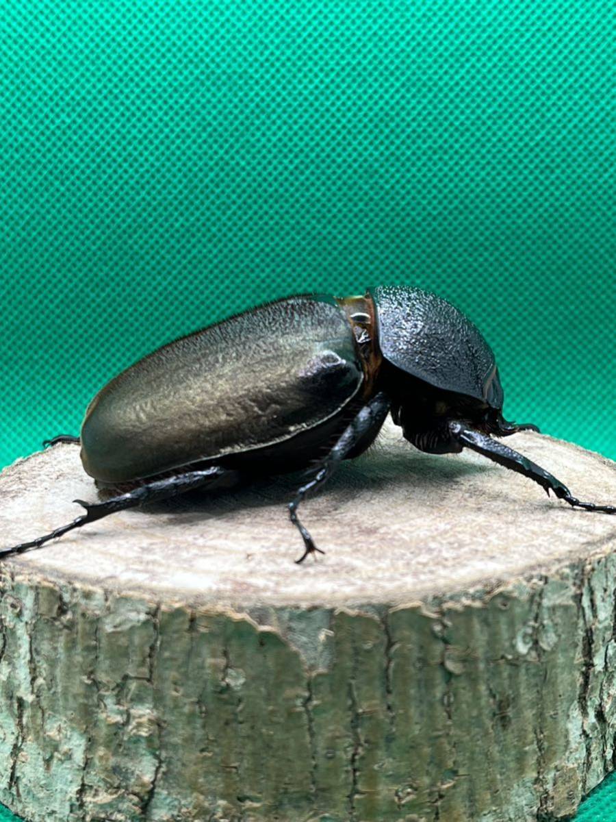 タイリクコーカサス（ベトナム）♀67新成虫 、未使用 後食済 即ブリ可。_画像2