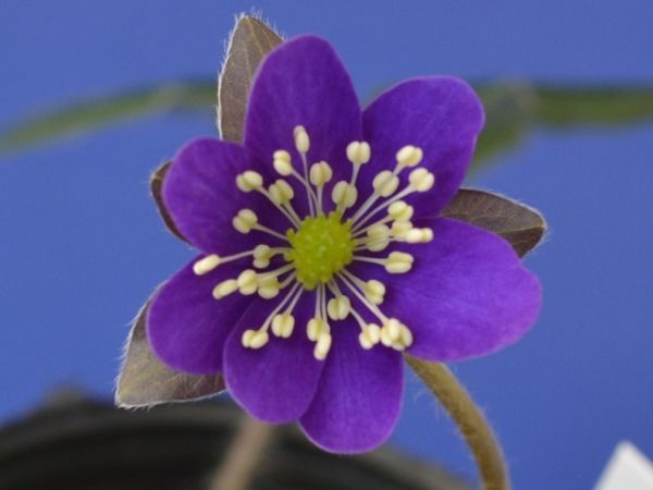 雪割草【紫の香セルフ】香り花（2007-3）_出品株の花