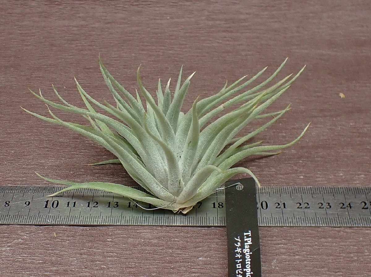 Tillandsia plagiotropica チランジア・プラギオトロピカ●エアプランツEP★第四種送料別途★税別1円～!!_画像2