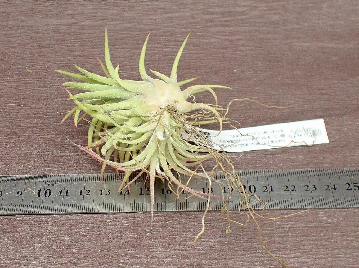 Tillandsia ionantha clump チランジア・イオナンタ クランプ★エアプランツEP★第四種送料別途★税別1円～!!_画像2