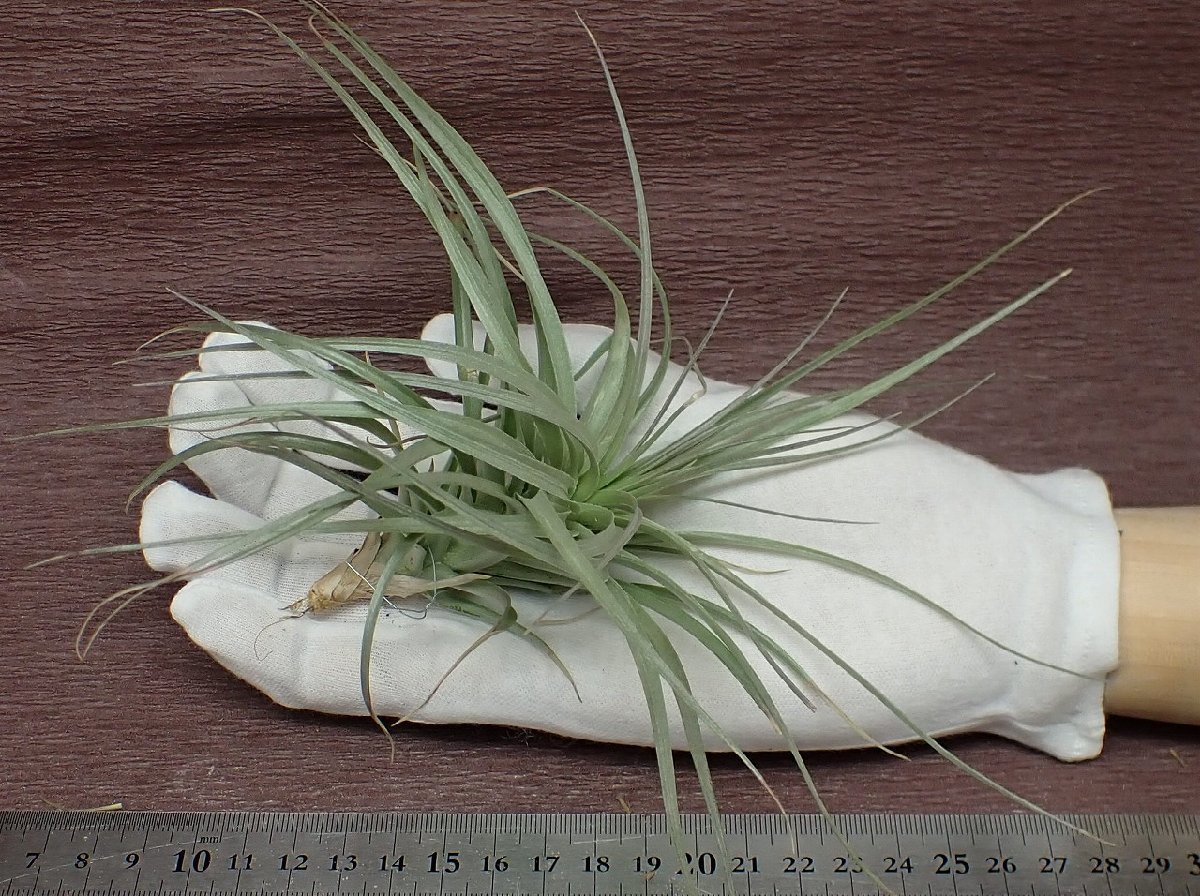 Tillandsia stricta 'Violet' チランジア・ストリクタ バイオレット★エアプランツTI★第四種送料別途★税別1円～!!_画像1