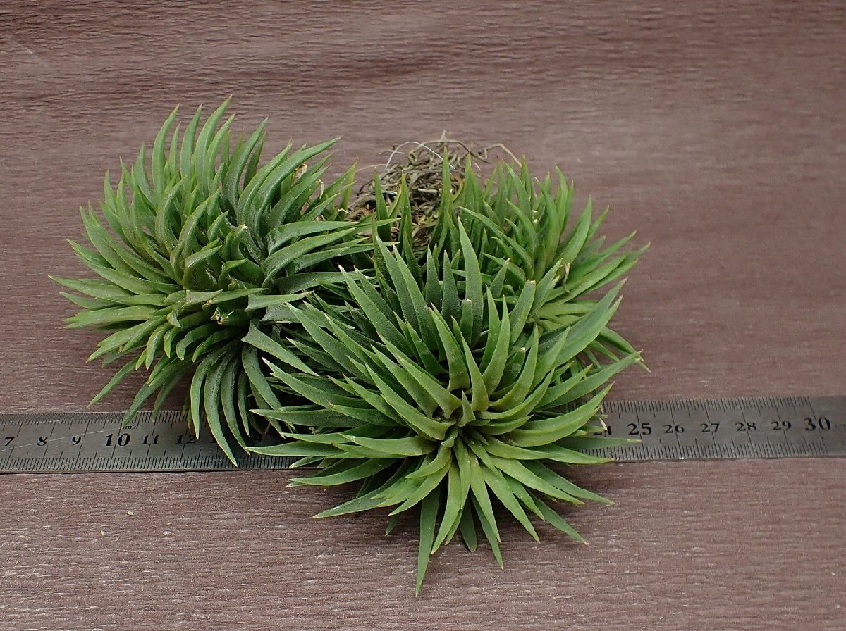 Tillandsia ionantha 'Huamelula' チランジア・イオナンタ ウアメルラ★エアプランツKK★第四種送料別途★税別1円～!!_画像3