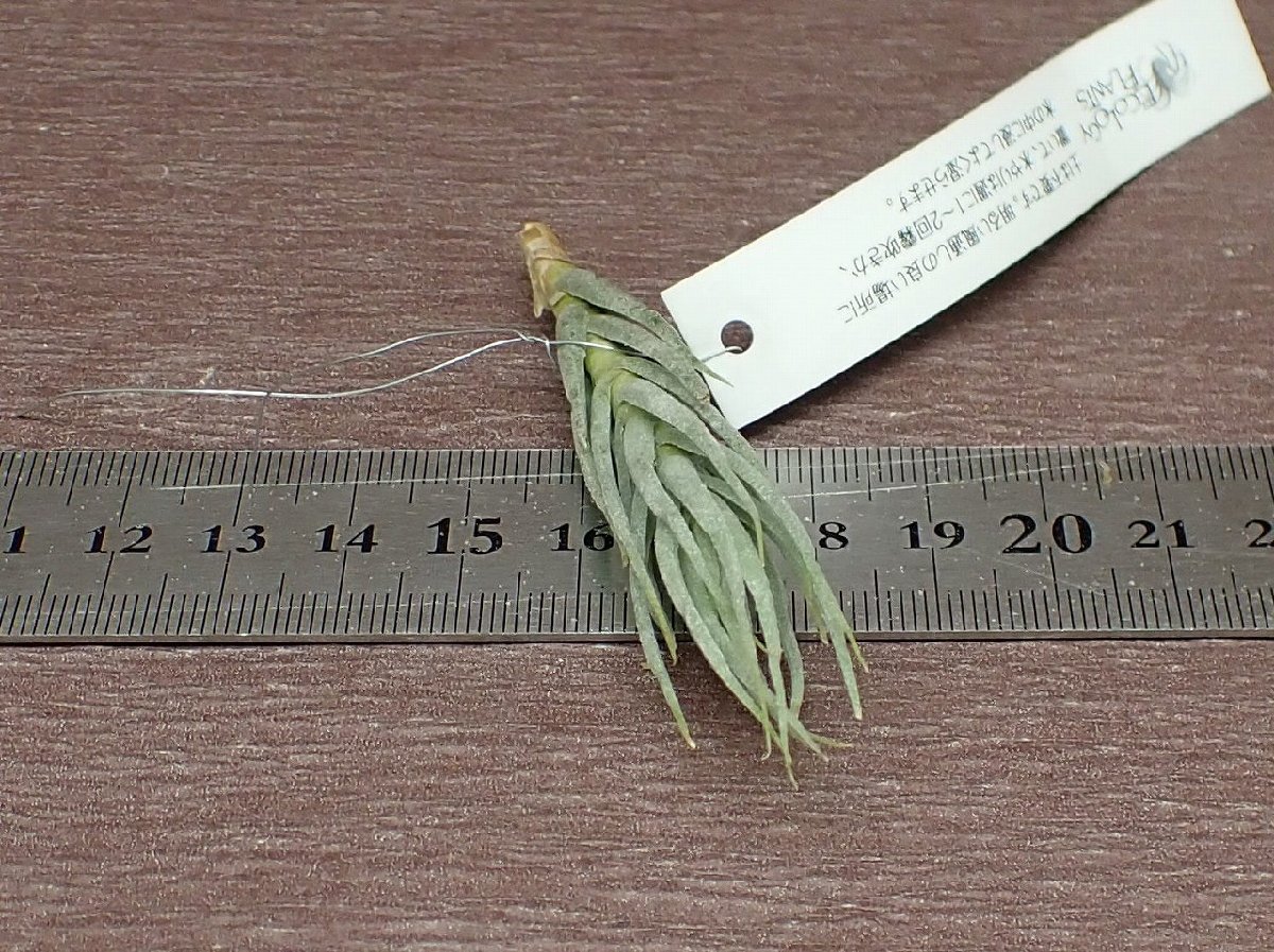 Tillandsia kirschnekii チランジア・キルシュネキー■エアプランツEP★第四種送料別途★税別1円～!!_画像3