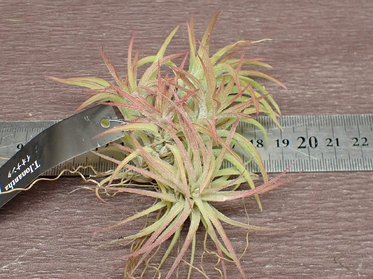 Tillandsia ionantha clump チランジア・イオナンタ クランプ★エアプランツEP★第四種送料別途★税別1円～!!_画像3