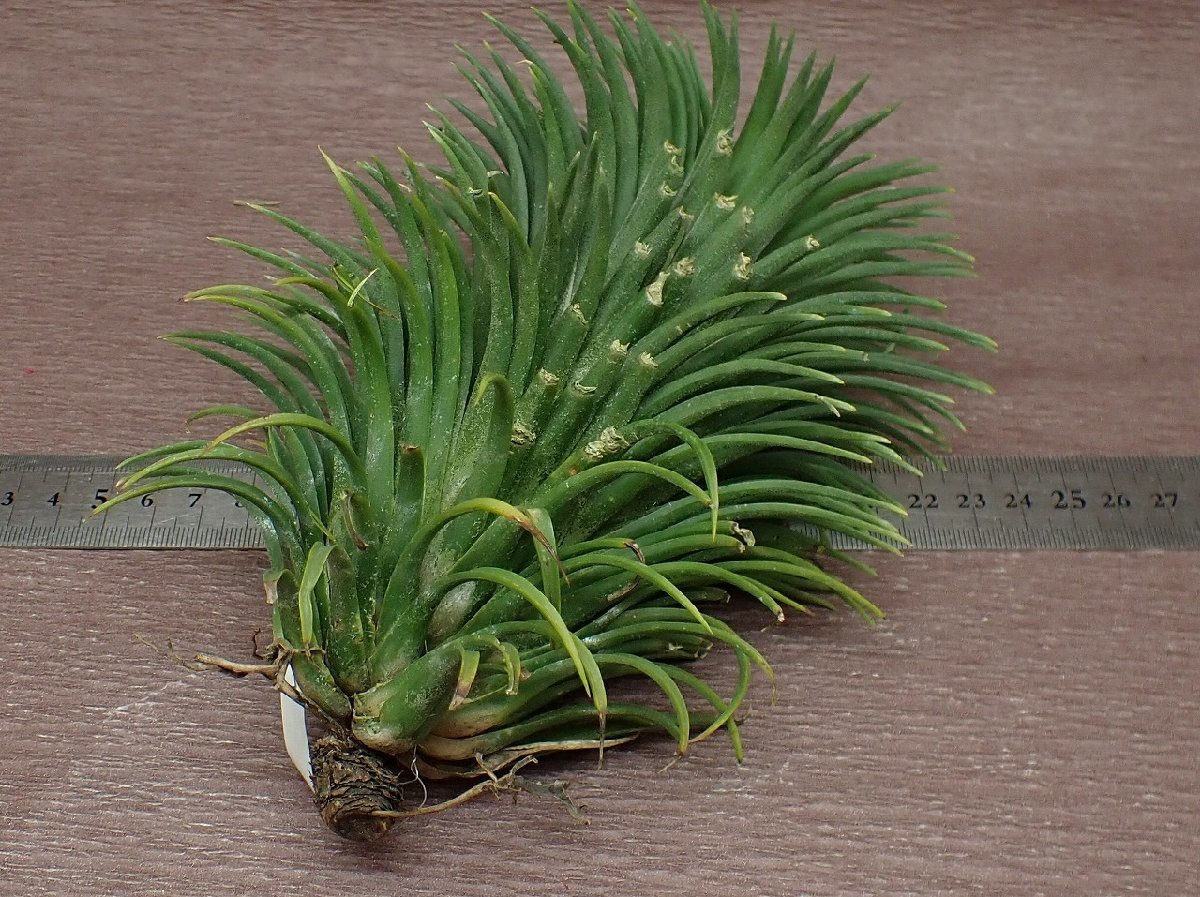 Tillandsia ionantha Giant Form チランジア・イオナンタ Tillandsia ionantha Giant Form チランジア・イオナンタ