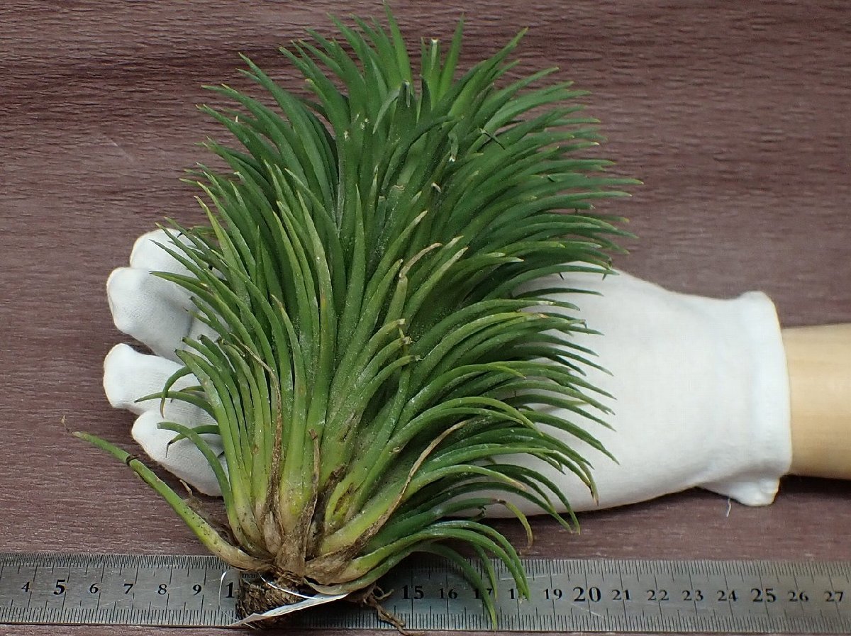 Tillandsia ionantha Giant Form チランジア・イオナンタ ジャイアントフォーム■エアプランツKK★第四種送料別途★税別1円～!!_画像1