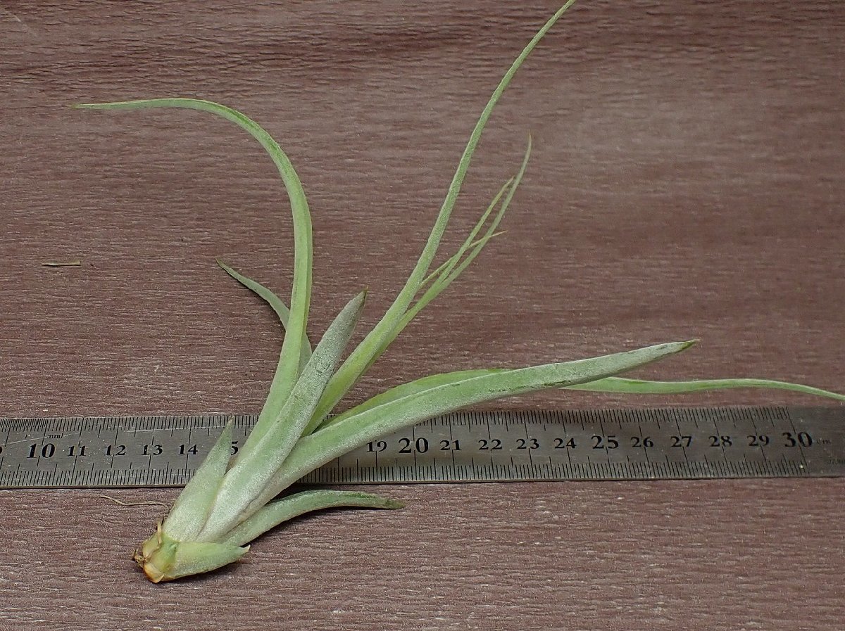 Tillandsia paucifolia x T.streptophylla チランジア・パウシフォリアxストレプトフィラ■エアプランツTI★第四種送料別途★税別1円～!!_画像2