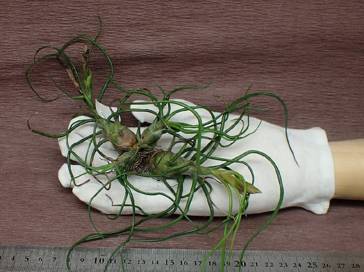 Tillandsia 'Mini Medusae' チランジア ミニメデューサ★エアプランツKK★第四種送料別途★税別1円～!!_画像1