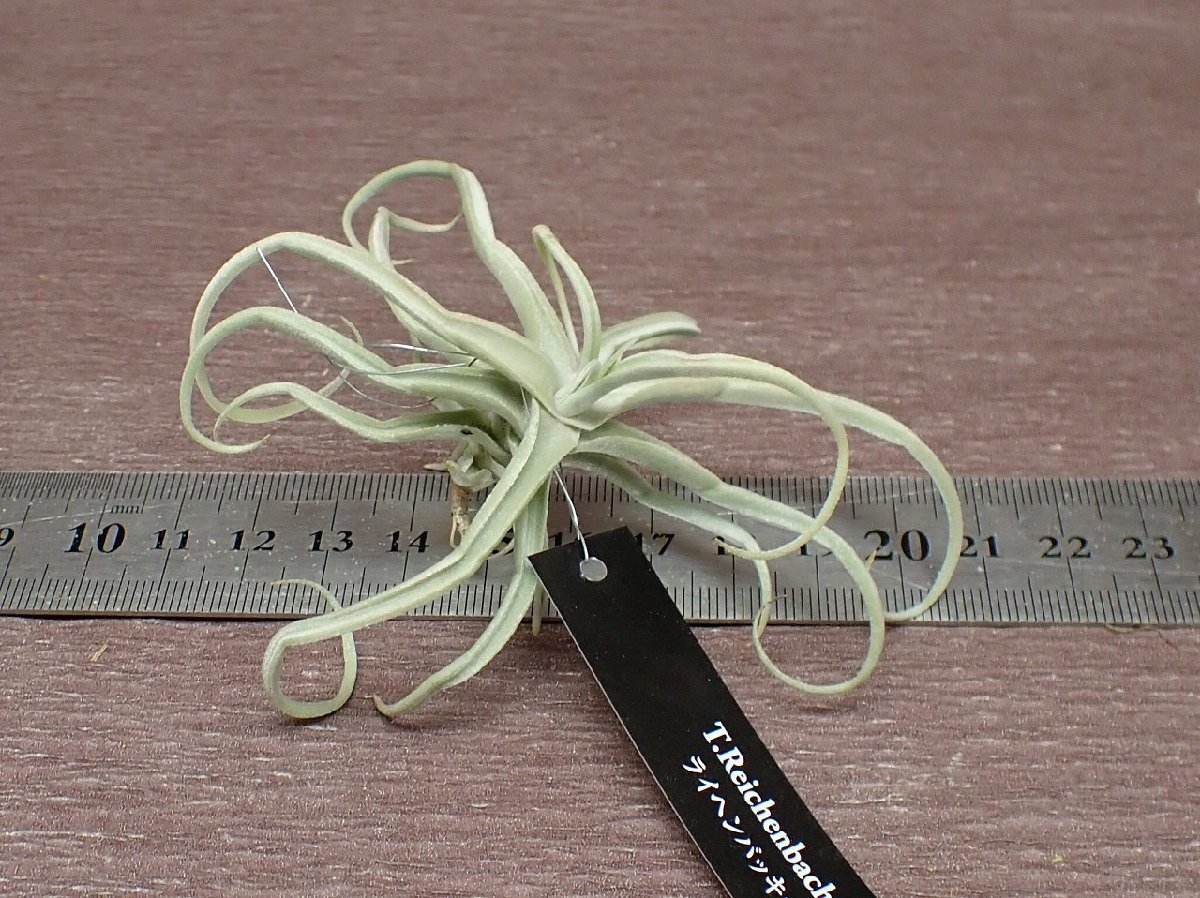 Tillandsia reichenbachii チランジア・ライヘンバッキー●エアプランツEP★第四種送料別途★税別1円～!!_画像3