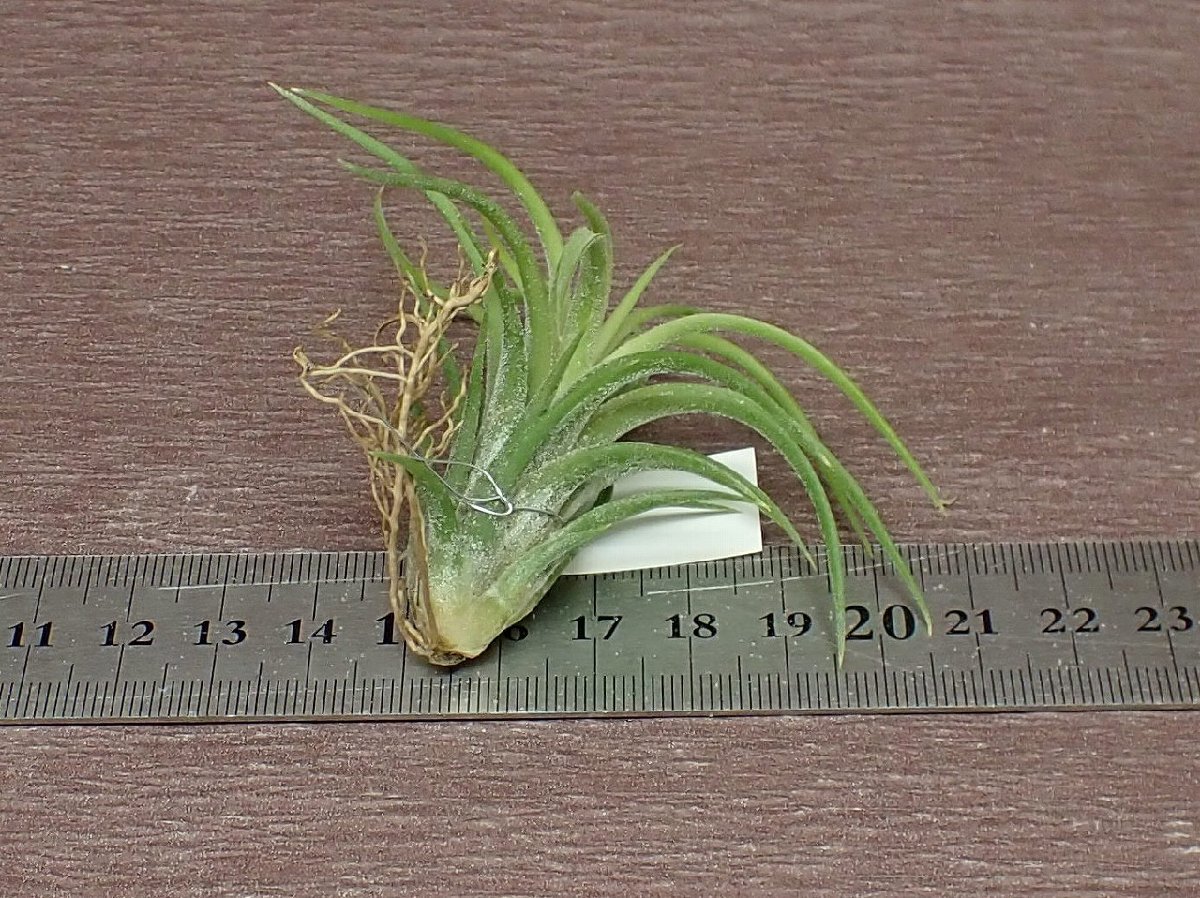 Tillandsia ionantha 'Curly Giant' チランジア・イオナンタ カーリージャイアント■エアプランツTI★第四種送料別途★税別1円～!!_画像2