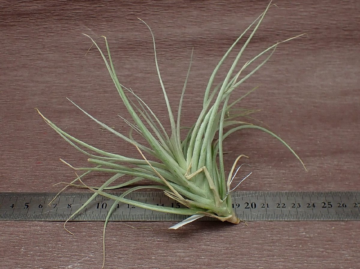 Tillandsia stricta 'Violet' チランジア・ストリクタ バイオレット■エアプランツTI★第四種送料別途★税別1円～!!_画像2