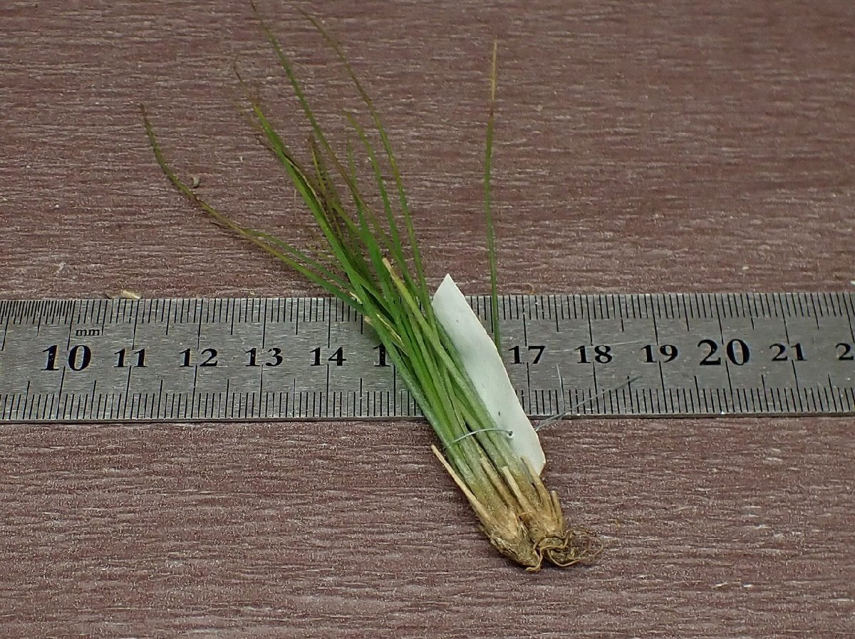 Tillandsia setiformis チランジア・セティフォルミス●エアプランツDP★第四種送料別途★税別1円～!!_画像2