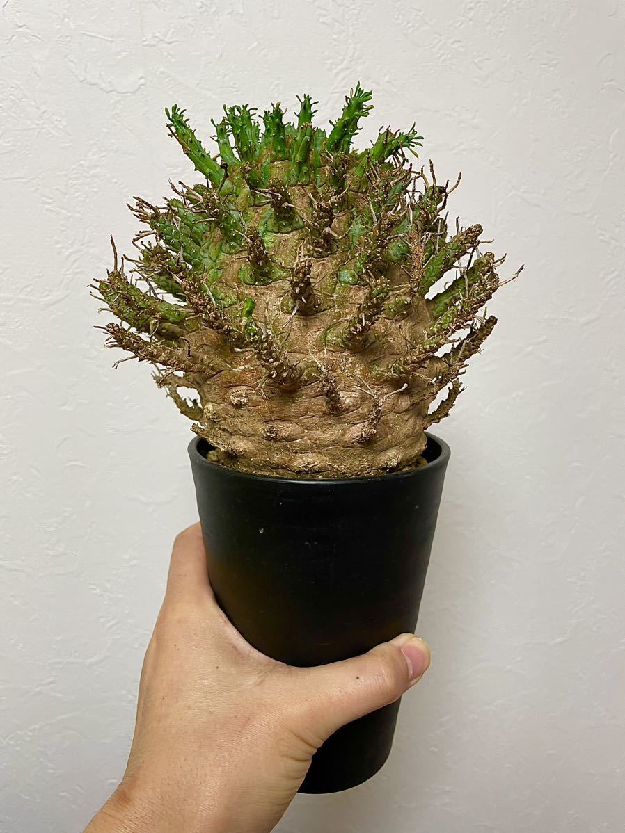 Euphorbia ユーフォルビア デセプタ 発根済み item details Euphorbia ユーフォルビア デセプタ 発根済み item details