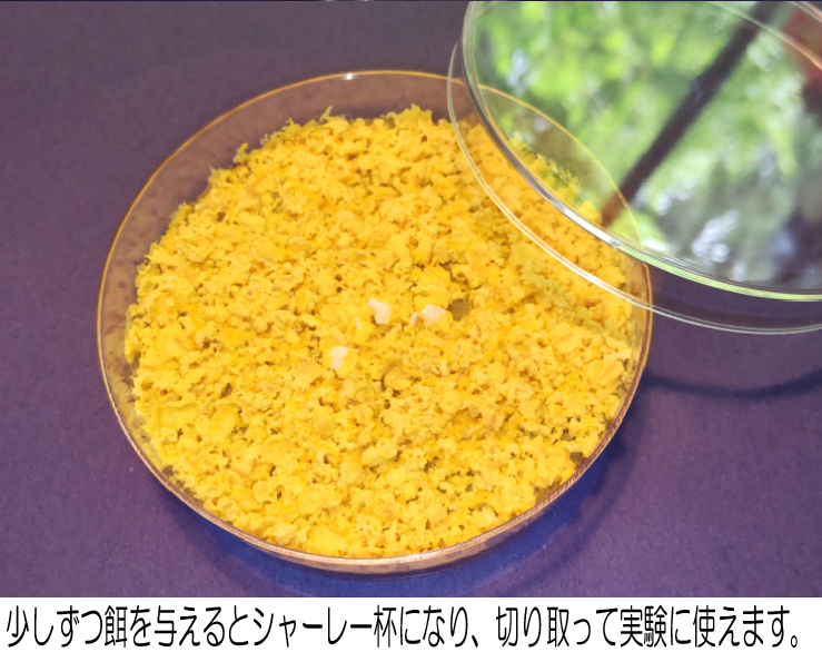 ◆変形菌（粘菌）「モジホコリ」の休眠体（菌核）・発芽試験済 ／ 自由研究にも最適 ／ #34-12の画像6