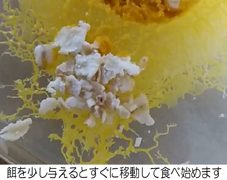 ◆変形菌（粘菌）「モジホコリ」の休眠体（菌核）・発芽試験済 ／ 自由研究にも最適 ／ #34-12の画像5