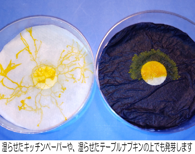 ◆変形菌（粘菌）「モジホコリ」の休眠体（菌核）・発芽試験済 ／ 自由研究にも最適 ／ #34-12の画像7