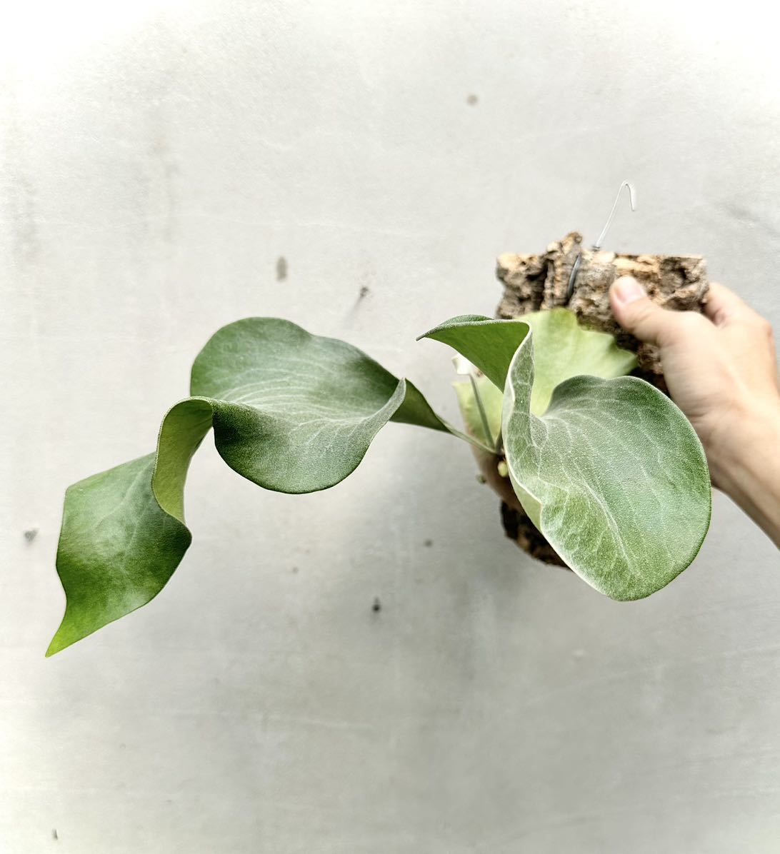 P. hillii 'Sattahip' サタヒップ【vandaka】ビカクシダ|花、園芸 P. hillii 'Sattahip' サタヒップ【vandaka】ビカクシダ|花、園芸