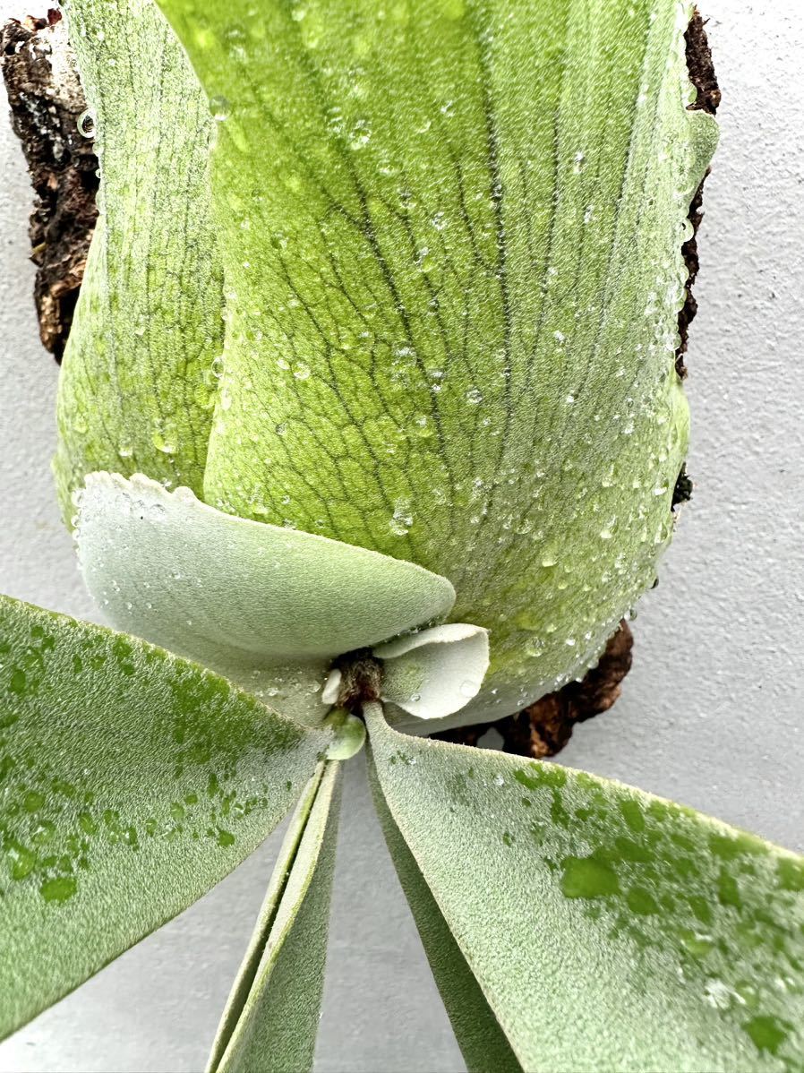 P. willinckii 'Blue Queen' (original pup) ウィリンキー P. willinckii 'Blue Queen' (original pup) ウィリンキー