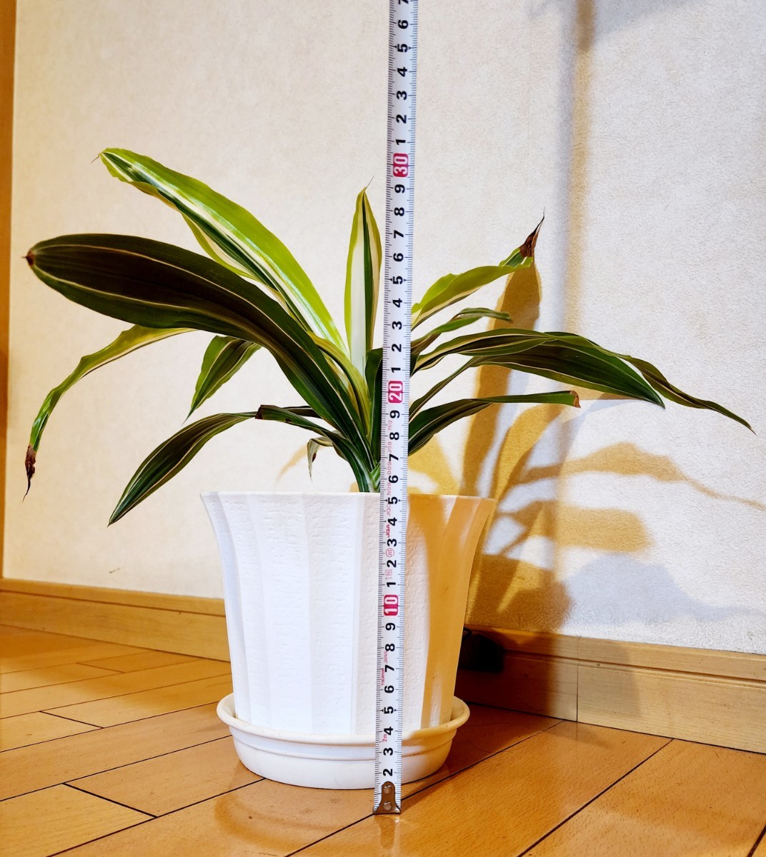 * dracaena *ma sun ge hole white .D. Massangeana white varigata * considerably. valuable goods..