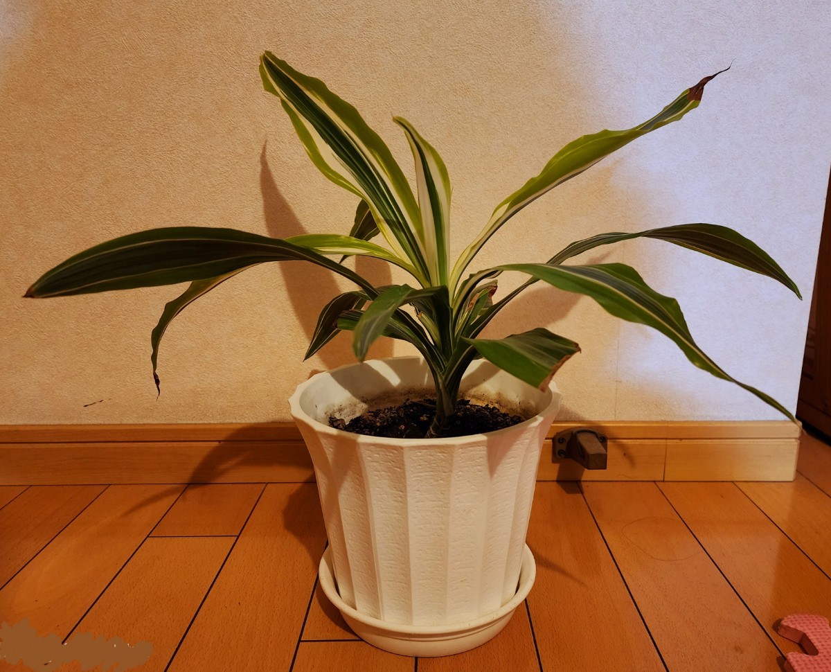 * dracaena *ma sun ge hole white .D. Massangeana white varigata * considerably. valuable goods..