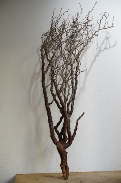 017 コミフォラ・モンストローサ Commiphora monstruosa ベアルート株_画像2