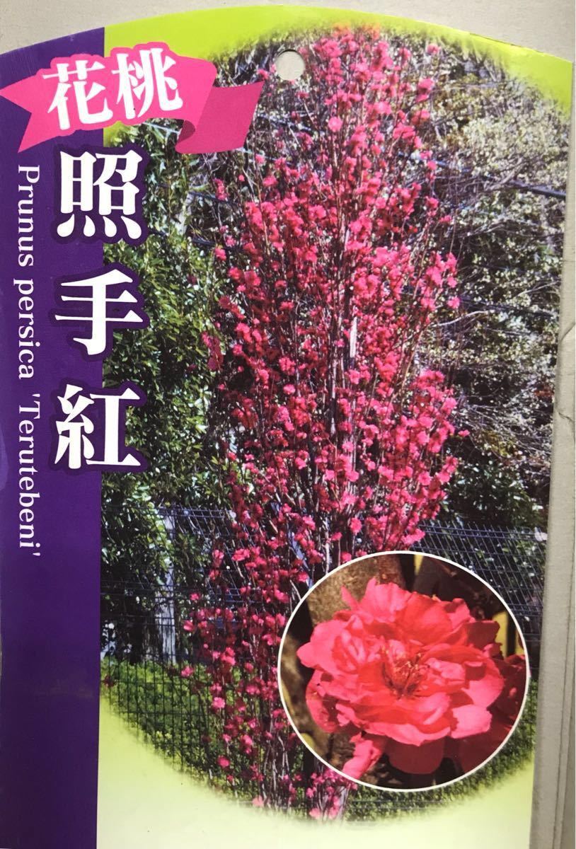 ヤフオク 花桃 照手紅 苗木 ヤフオク 花桃 照手紅 苗木