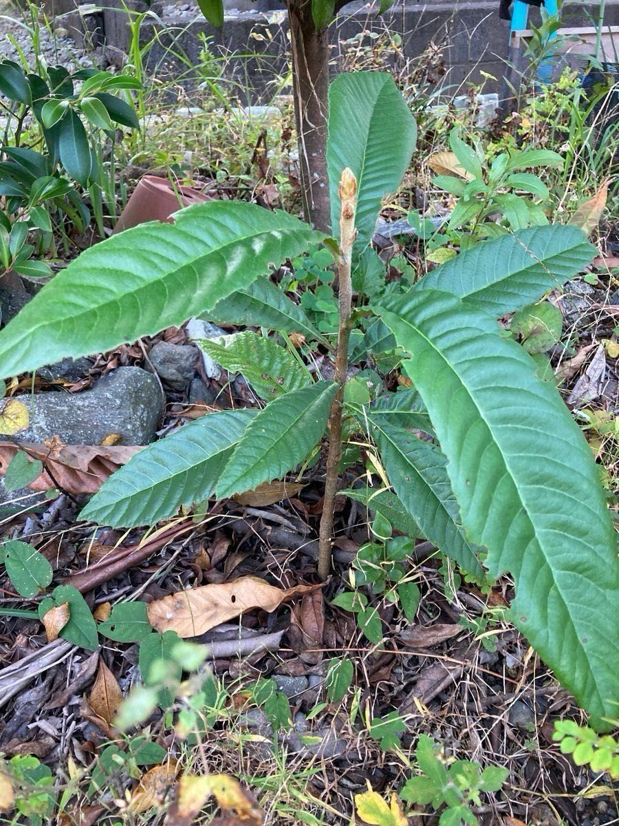 「収穫発送」びわ　苗木　山野草　園芸　果物　ガーデン　観葉植物