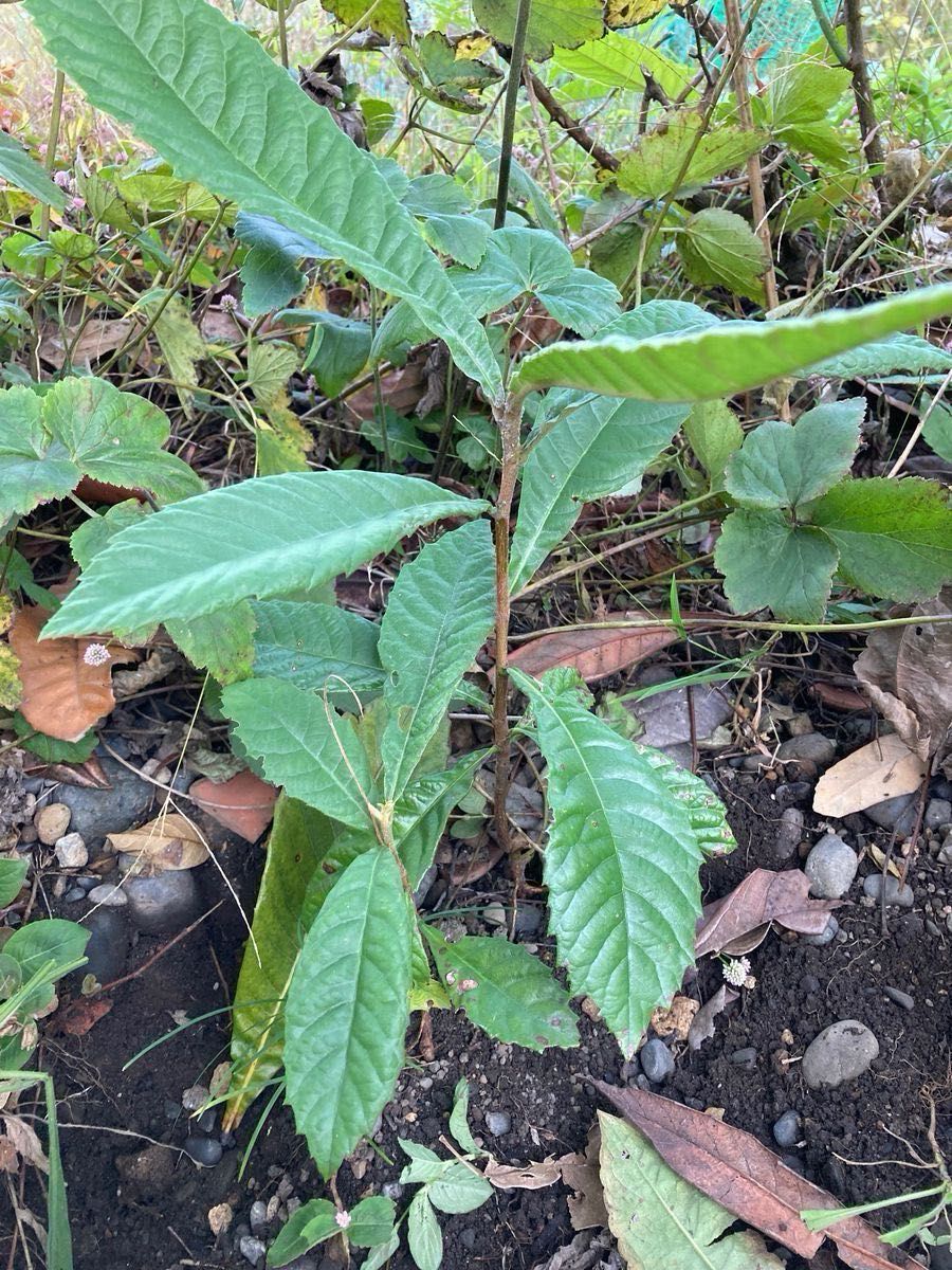 「収穫発送」びわ　苗木　山野草　園芸　果物　ガーデン　観葉植物